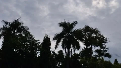 View of trees during the day with a gentle breeze Stock-Footage 228805502