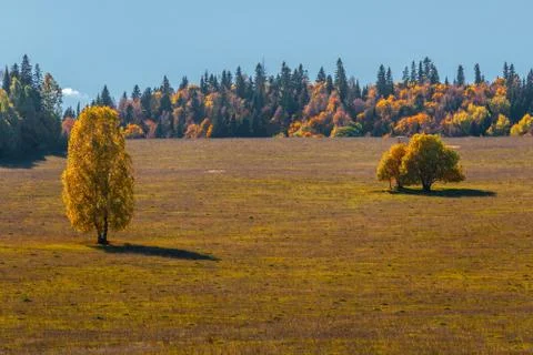 View of a trees at the field and forest, with blue sky, Mari El, Russia Foto stock