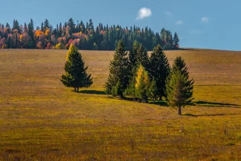 View of a trees at the field and forest, with blue sky, Mari El, Russia Stock Photos