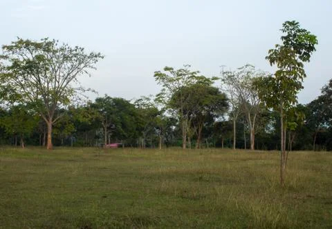 View of the trees in the forest area along Masinagudi Stock Photos