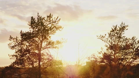 View of trees in the forest with beautiful sunset, Great landscape Video stock 180044368
