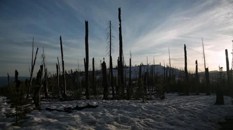 View of trees in forest Stock Footage 49012844