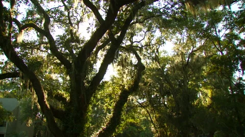 View of trees in forest Stock Footage 57814777