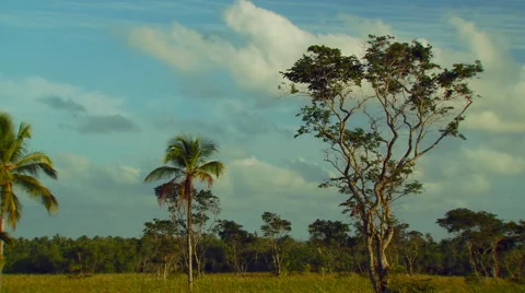 View of trees in forest Stock Footage 57815101