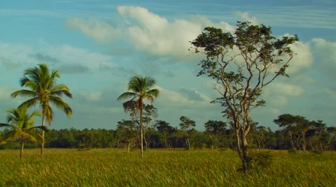 View of trees in forest Stock Footage 57815246