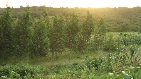 View of trees in the forest Stock Footage 73547757