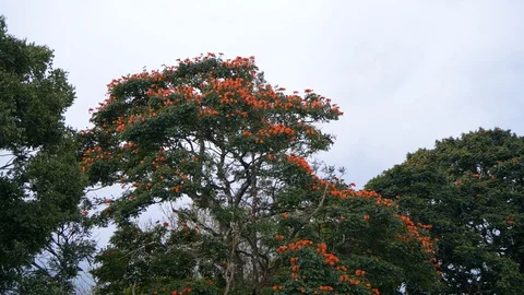 View of trees in a forest Stockbeeldmateriaal 118131081