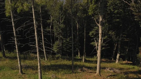 View of trees in a forest at sunrise shot with drone Video stock 121403797