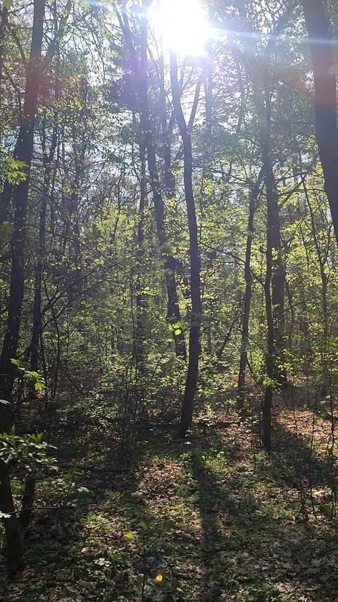 View of trees fresh bright leaves branches in forest sunny spring day. Vertical Stock Footage 311085939