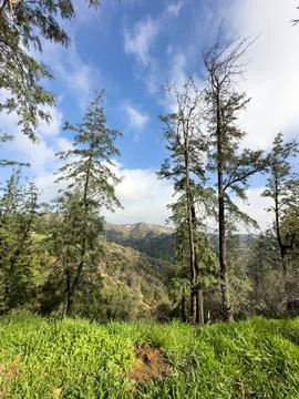 View of trees in front of mountain Stock Photos