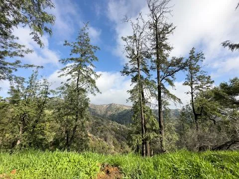 View of trees in front of mountain Stock Photos
