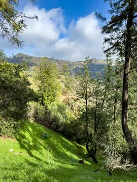 View of trees in front of mountain Stock Photos