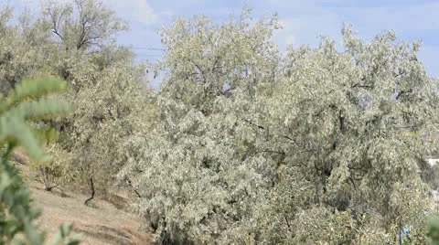 View of the trees from the hill Video stock 22748113