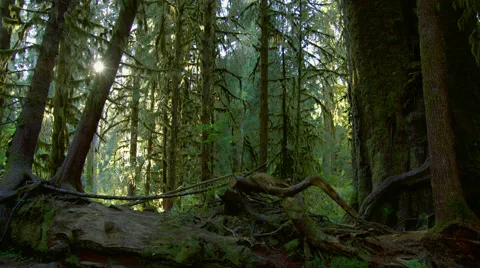 View of trees in Hoh Rainforest Stock Footage 47490924