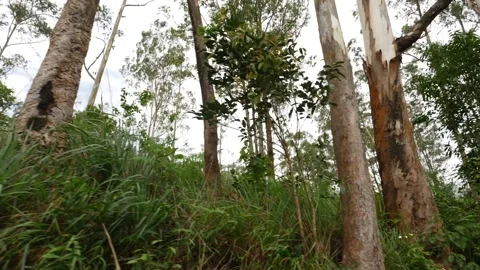 View of trees inside the forest, Inside view of forest Stock Footage 156958252