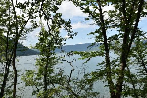 View of trees with lake background  스톡 사진