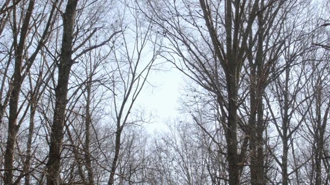 View of trees with large group of grackles calling Video stock 98355188