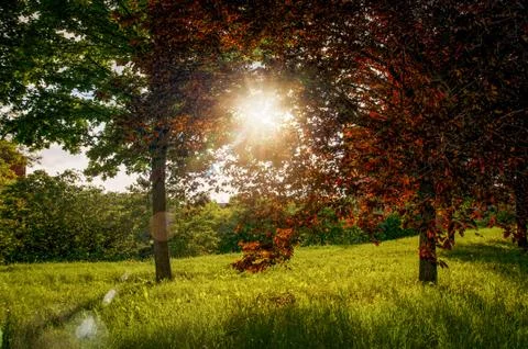 View of trees in lawn, with rays of sunset crossing the leaves at Bologna Stock Photos