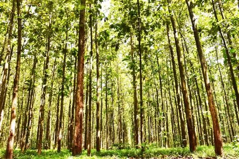 View of trees in the middle of the forest Stock Photos