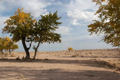 View on trees in Mongolia Stock-Fotos
