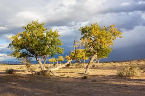 View on trees in Mongolia Stock Photos