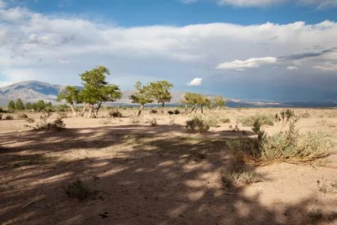 View on trees in Mongolia Stock Photos
