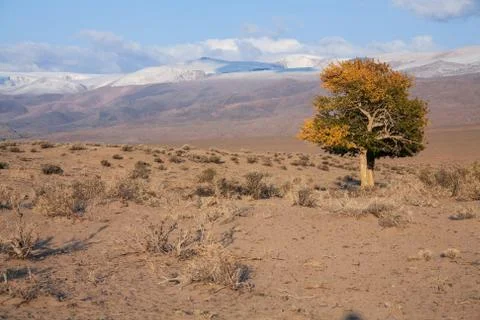 View on trees in Mongolia Foto stock