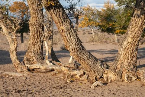 View on trees in Mongolia Stock Photos