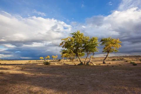 View on trees in Mongolia Foto stock