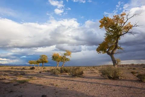 View on trees in Mongolia Stock Photos
