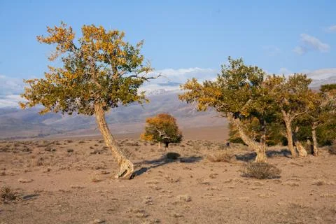View on trees in Mongolia Foto stock