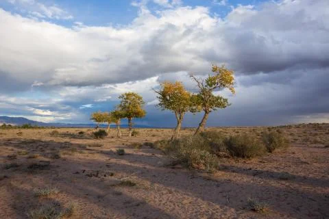 View on trees in Mongolia Stock Photos