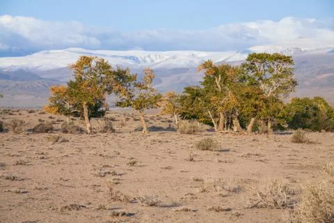 View on trees in Mongolia Foto stock