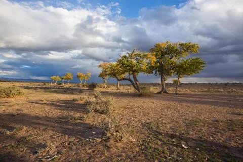 View on trees in Mongolia Stock Photos