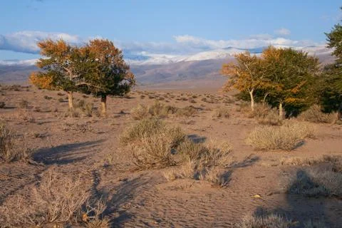 View on trees in Mongolia Foto stock
