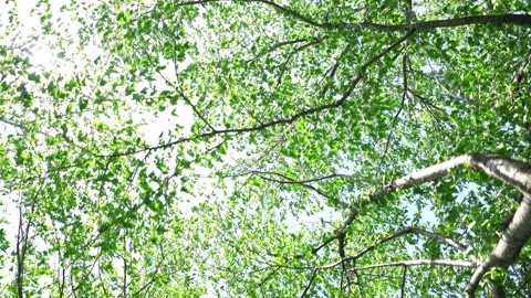 View of the trees in the mountain Stock Footage 164853597