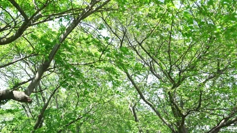 View of the trees in the mountain Stock Footage 164853598