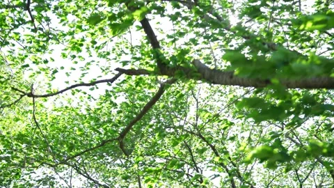 View of the trees in the mountain Stock Footage 164853599