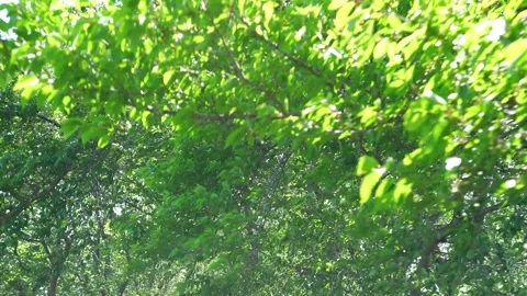 View of the trees in the mountain Stock Footage 164853605