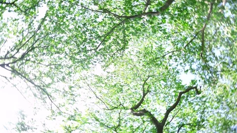 View of the trees in the mountain Stock Footage 164853609