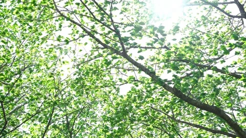 View of the trees in the mountain Stock Footage 164853623