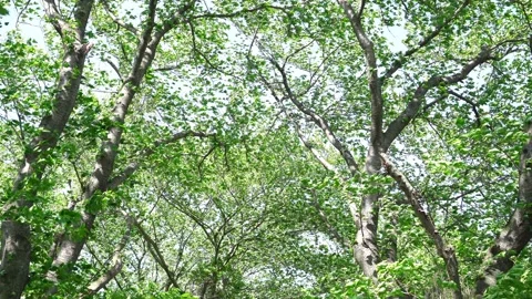 View of the trees in the mountain Stock Footage 164853624