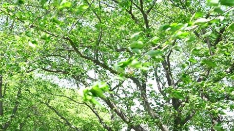 View of the trees in the mountain Stock Footage 164853637