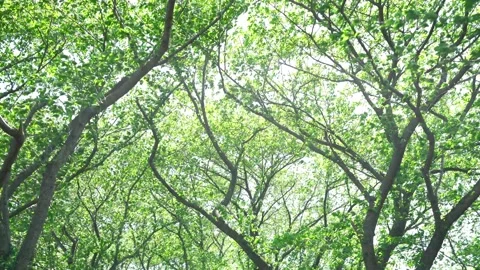 View of the trees in the mountain Stock Footage 164853660