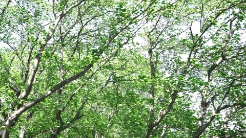 View of the trees in the mountain Stock Footage 164853661