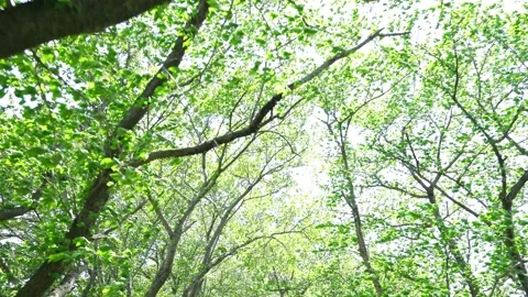 View of the trees in the mountain Stock Footage 164853668