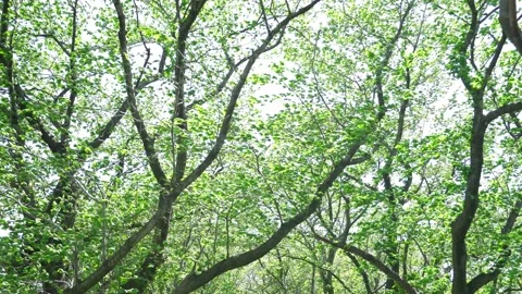 View of the trees in the mountain Stock Footage 164853673