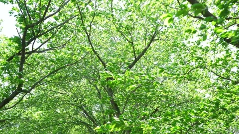 View of the trees in the mountain Stock Footage 164853677