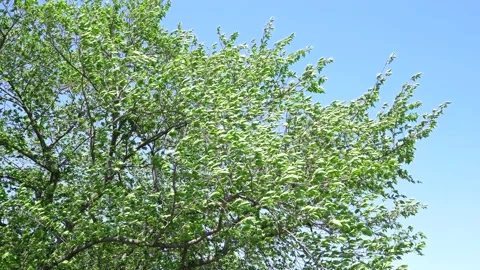 View of the trees in the mountain Stock Footage 164853690