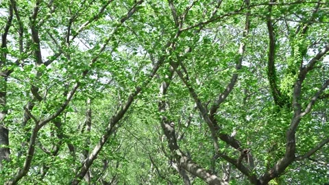 View of the trees in the mountain Stock Footage 164853705